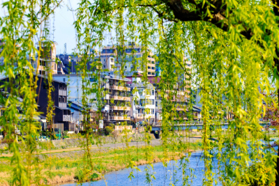 樱之花,日本,京都市,季节,九份,茶馆,水平画幅,山,夜晚,无人