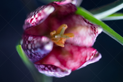 春天,大特写,百合花,早晨,花,国际象棋,园林,花