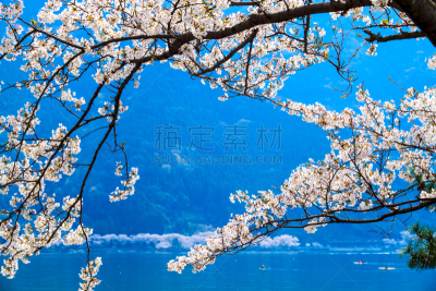 季节,日本,樱之花,九份,茶馆,里山,水平画幅,山,夜晚,火山地形