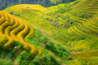 稻,梯田,龙脊梯田,农业,传统,桂林,景观设计,食品,环境,枝繁叶茂