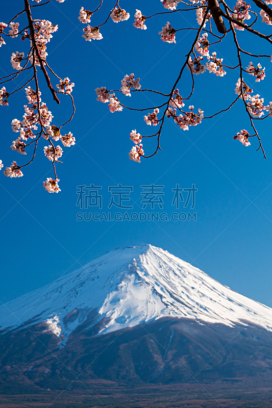 富士山 背景 日本 樱花 鲜花盛开 河口湖 樱之花 清新 背景分离 雪图片素材下载 稿定素材