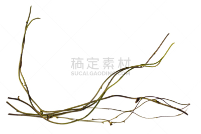 有蔓植物,藤蔓植物,图像,植物,枝,白色背景,背景分离,螺线,分离着色,缠绕
