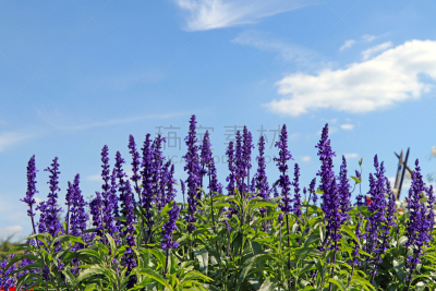 Salvia farinacea - Ähren-Salbei - Blumen im Garten