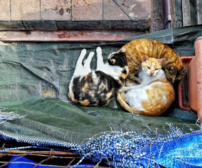 猫