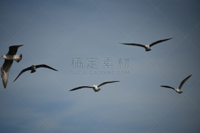 自然,安静,背景分离,自由,野生动物,图像,翅膀,动物群,非常寂静,动物身体部位