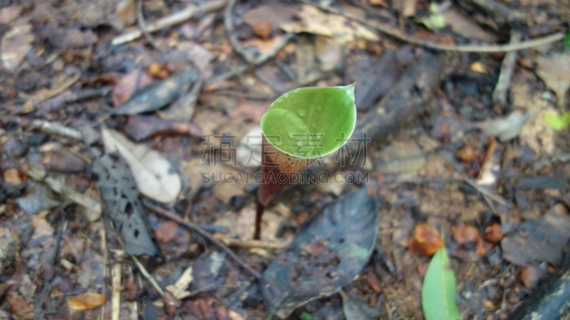 秘鲁亚马孙,拥挤的,绿色,雨林,蜂窝,亚马孙洲,林区,树干,巴西,蜜蜂