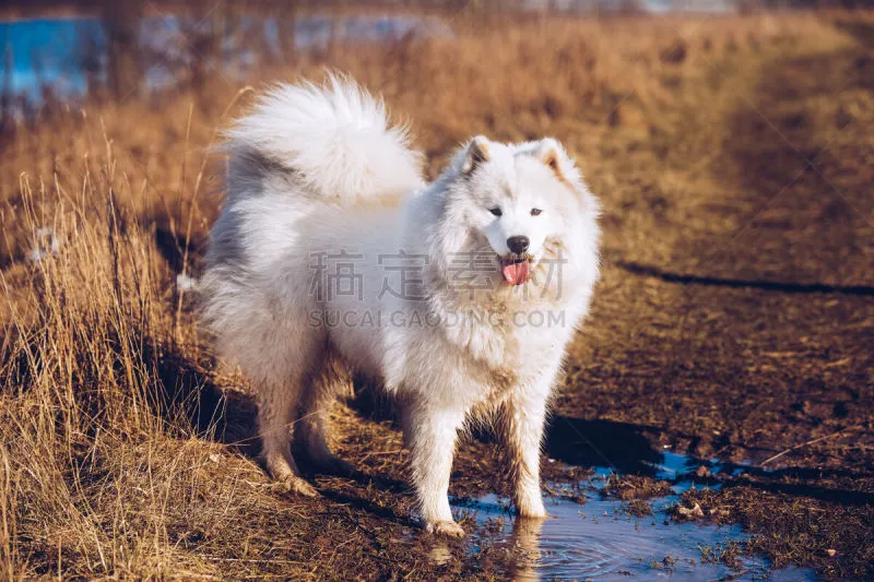 肖像 萨摩耶犬 狗 正面视角 纯种犬 健康保健 运动 拉脱维亚 微笑 行动图片素材下载 稿定素材