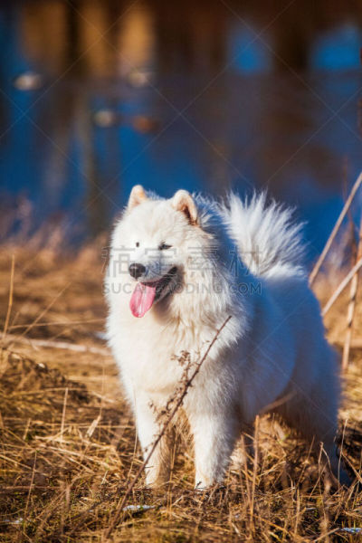 毛绒绒,户外,小狗,萨摩耶犬,狗,白色,纯种犬,运动,步行,站