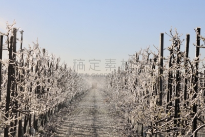 冰,花朵,果园,冻结的,成一排,水果,平衡折角灯,多层效果,农业,保护