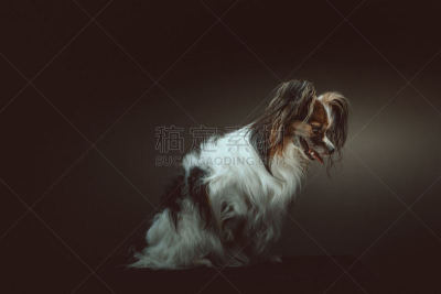 蝴蝶犬,可爱的