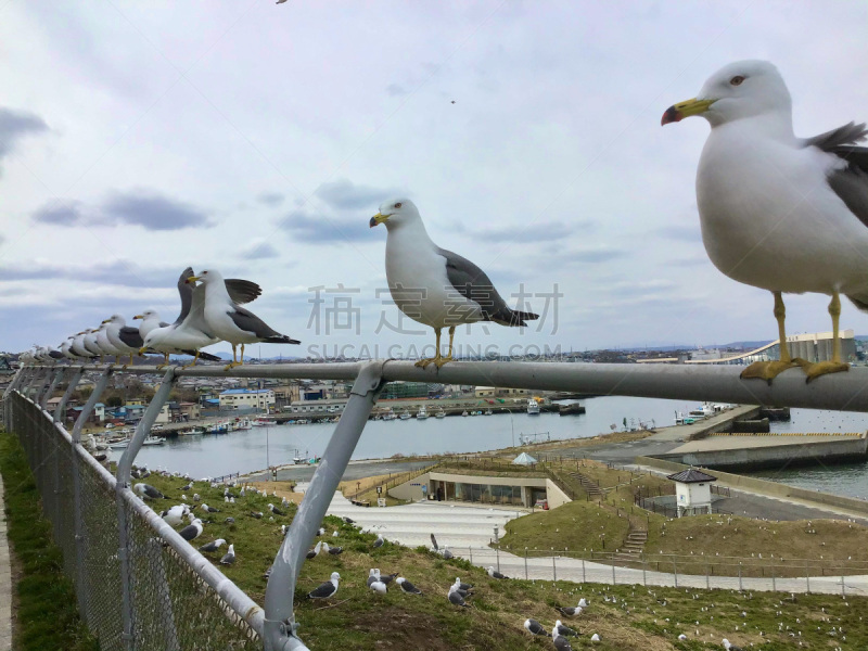 成一排,日本,海鸥,八户,黑色,有序,黑面海鸥,野生动物,黄昏,行动