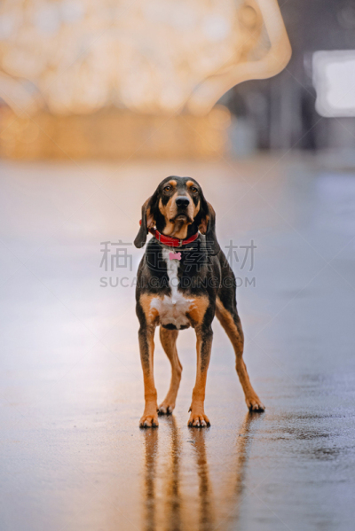 猎熊犬,狗牌,街道,狗,宠物项圈,站,混合