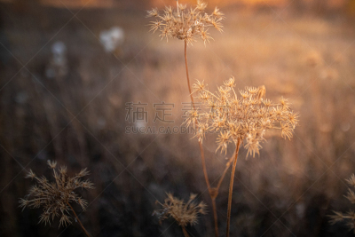 田地,地形,野生植物,日落
