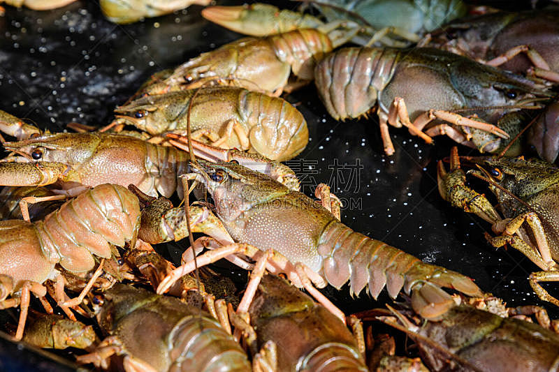 螯虾,海产,锅,健康食物,动物,煮熟,准备