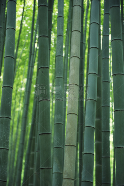 岚山,竹林,京都府,日本,巨大的,巨竹,嵯峨野,笋,垂直画幅,无人