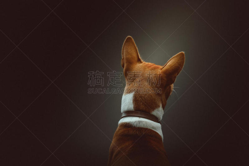 巴辛吉,狗,梗犬