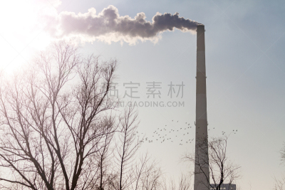鸟类,背景,管道,工厂,自由,风,野生动物,环境,背面视角,脖子