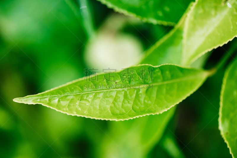茶叶,活力,农业,饮食产业,熟的,枝繁叶茂,东亚,植物,户外,马来西亚
