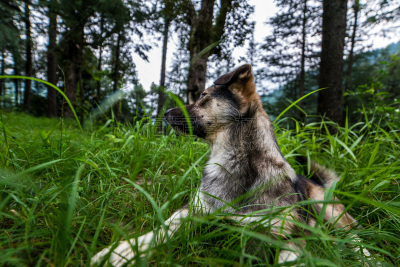 狗,户外,森林,可爱的,旅途,西姆拉,野生动物,动物,犬科的,印度