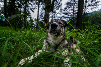 狗,户外,森林,可爱的,旅途,西姆拉,野生动物,动物,犬科的,印度