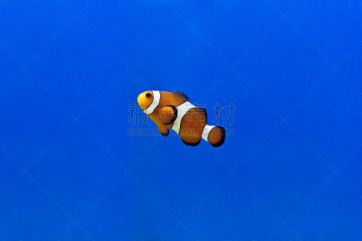 水族馆,鱼类,海洋,水,水平画幅,贝壳,水下,两只动物,异国情调,盐