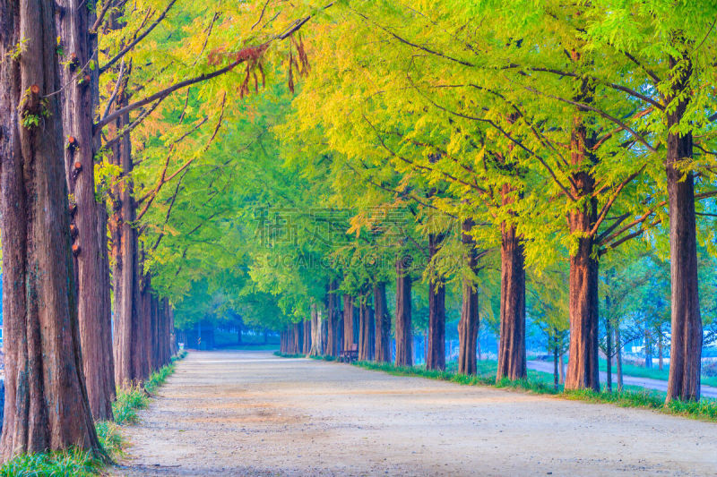 韩国,路,隧道,潭阳郡,林荫路,水杉,成一排,自然美,水平画幅,银杏