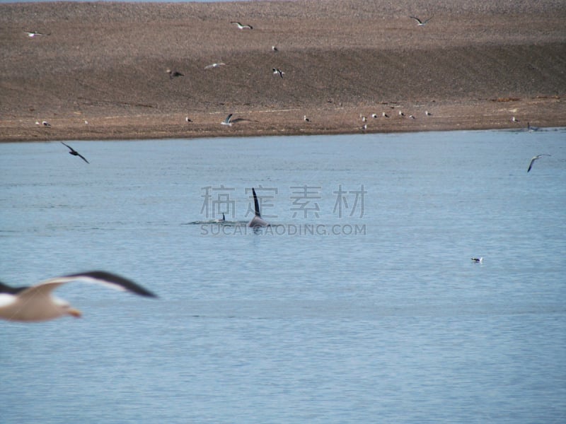 逆戟鲸,海鸟,湿,野生动物,环境,动物,鸟类,海岸线,阿根廷,背景