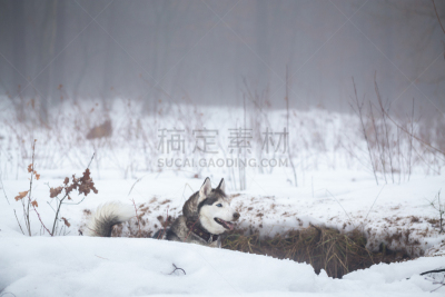 西伯利亚哈士奇犬,冬天,可爱的,寒冷,纯种犬,野生动物,灰色,雪,狗,哺乳纲
