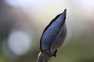 春天,玉兰类,花蕾,睡觉