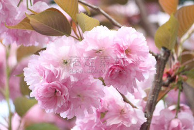 樱花,对称,春天,3到4个月,重瓣花,植物,户外,园艺,日本,花