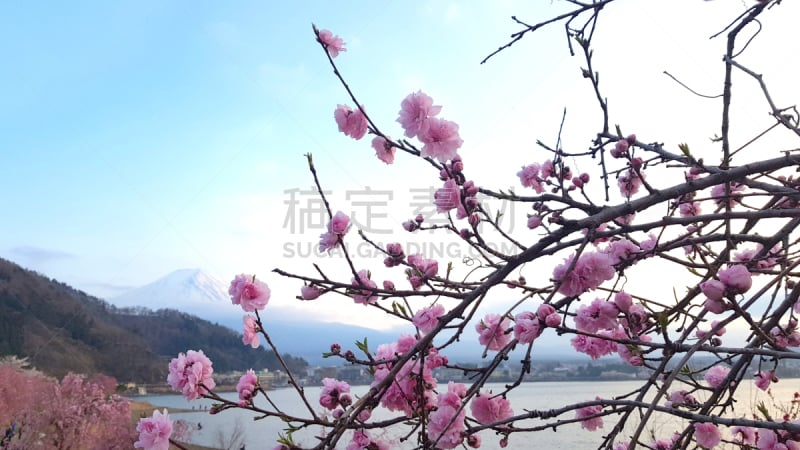 箱根园,湖,富士山,樱花,名古屋,雪,著名景点,春天,鸟居,河流