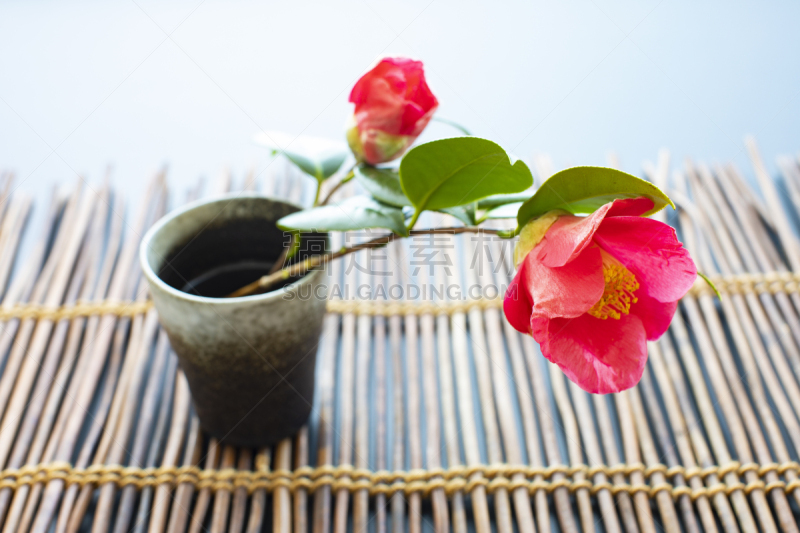 新年前夕,春天,茶花,红色,花瓶,白昼,花,庆祝,布置