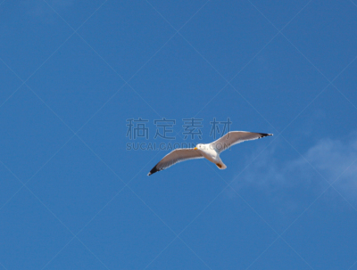 黑脊鸥,欧洲银鸥,云,动物,鸟类,户外,看,白色,自然,白昼
