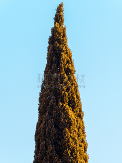 柏树,天空,蓝色,在上面,公园,枝繁叶茂,coastal cypress,树梢,植物,针叶树