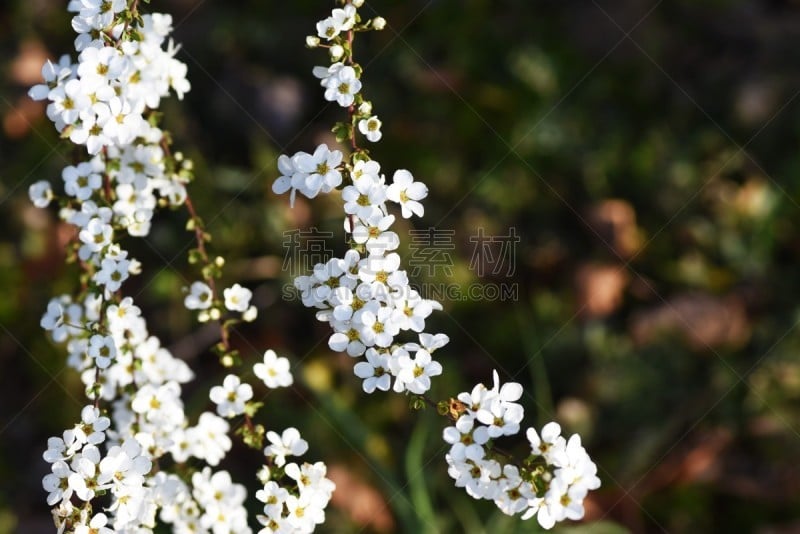 亚洲,自然,季节,鲜花盛开,绣线菊,图像,花朵,美,花瓣,叶子