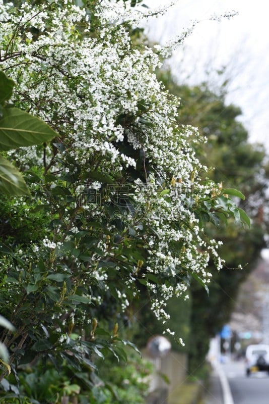 亚洲,自然,季节,鲜花盛开,垂直画幅,绣线菊,图像,花朵,美,花瓣