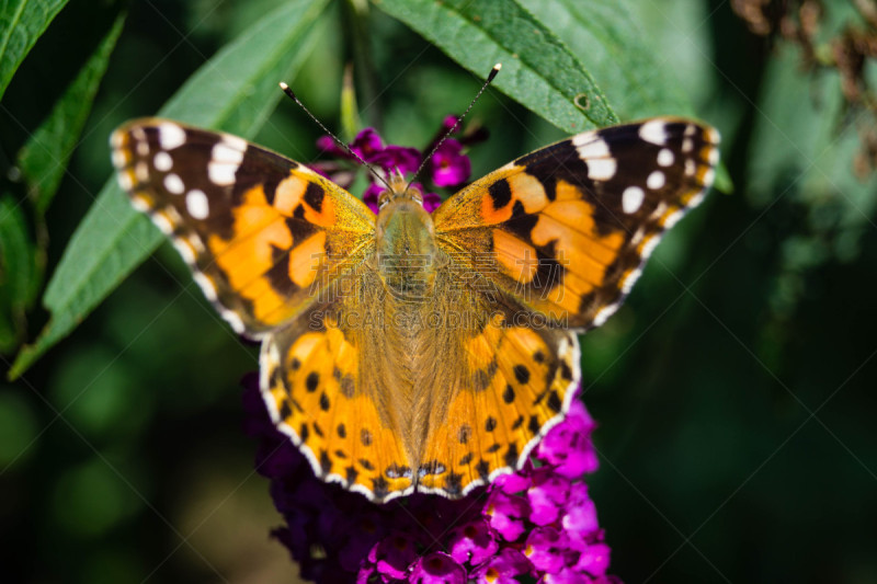 Häufiger Gast im heimischen Garten ist der Distelfalter Vanessa Cardui