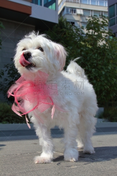 华丽的,街道,狗,衣服,粉红色,纯种犬,土耳其,散步,坐