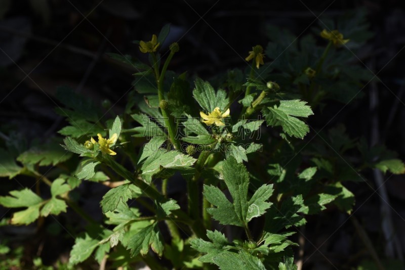 毛莨属植物,花