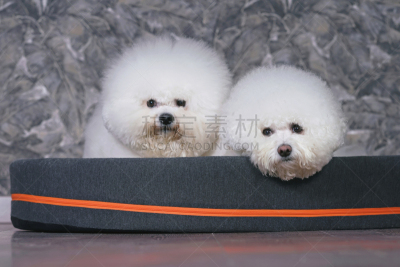 高雅,室内,比熊犬,可爱的,狗,柔和,美发师,宠物床,注视镜头,躺