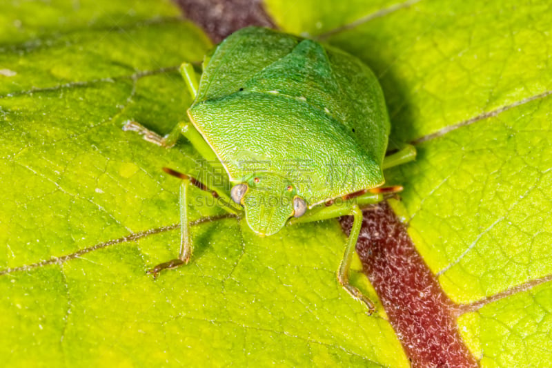 Green Shield Bug,叶子,伪装