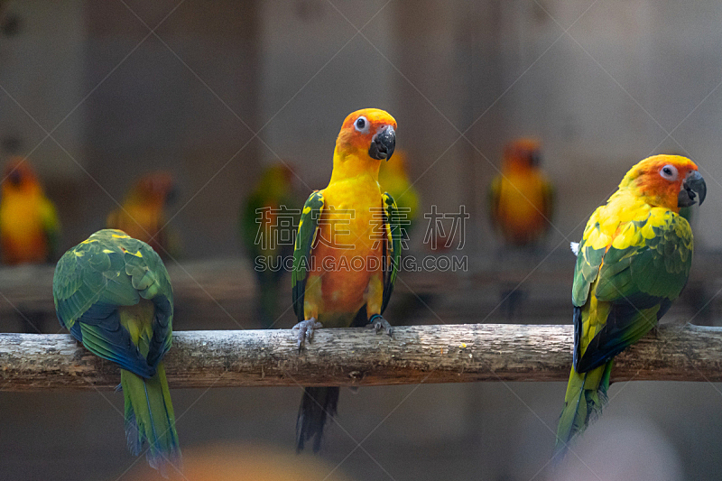 多色的,鹦鹉,组物体,人的眼睛,人的头部,明亮,黄色,红色,绿色,蓝色