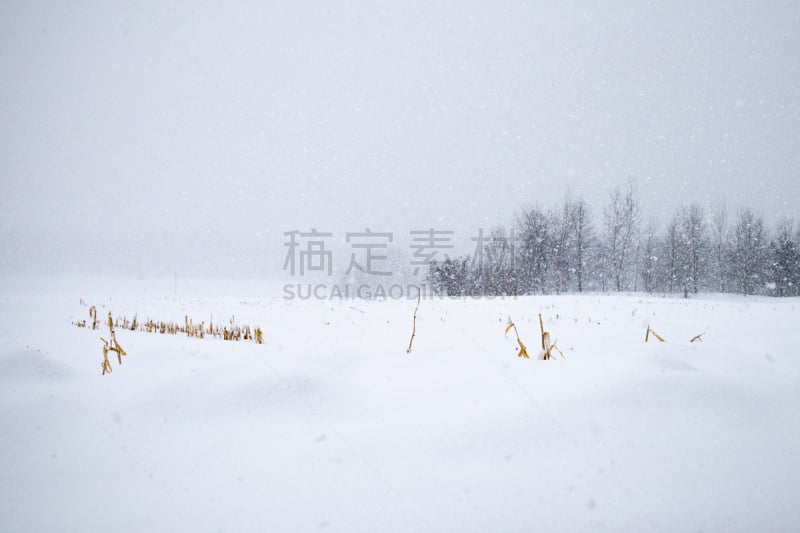 雪,二月,大风雪,威斯康星,英寸,钟面,平衡折角灯,一只动物,两只动物,沃索