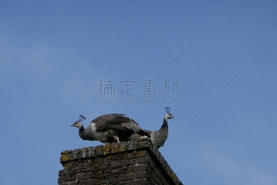两只动物,孔雀,烟囱,公亩,北布拉班特,孔雀羽毛,动物主题,野生动物,动物家庭,翅膀