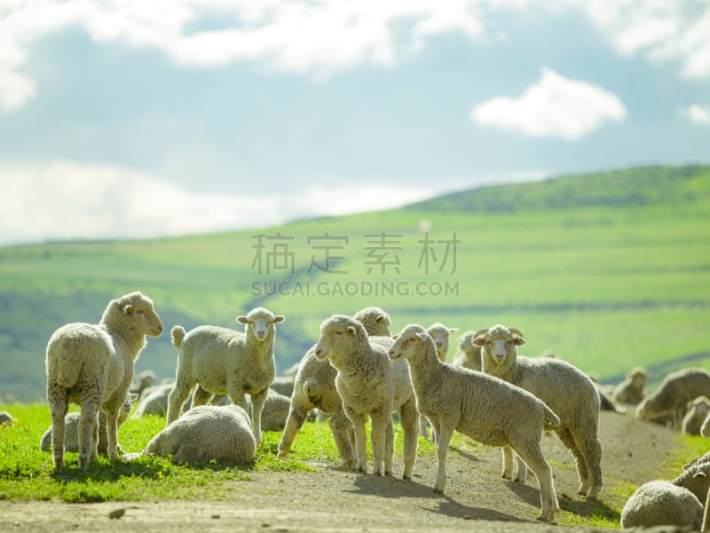 晴朗,绵羊,夏天,地形,农业,俄勒冈郡,英国健壮绵羊,草,动物群,不关心