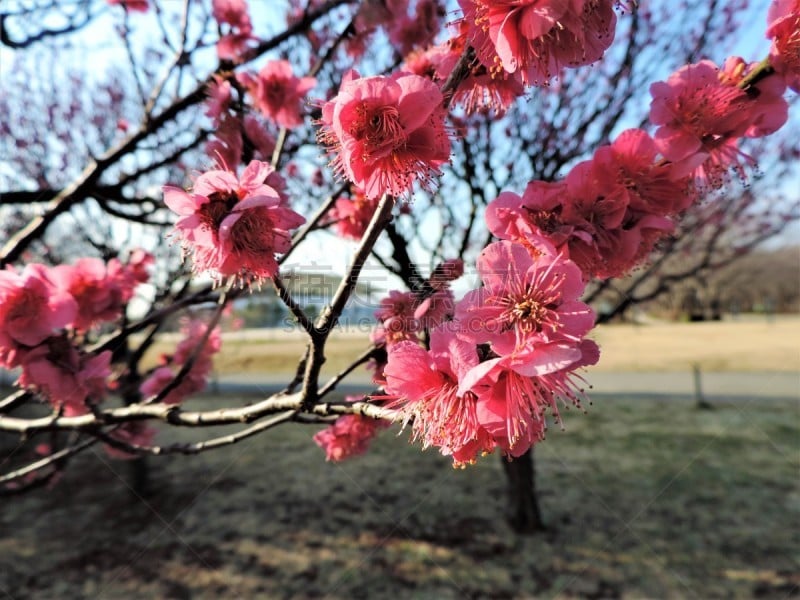 桃花,运动,彩色背景,美术绘画,公园,柔和色,想法,奥扎特公园,大自然保护协会,桃树