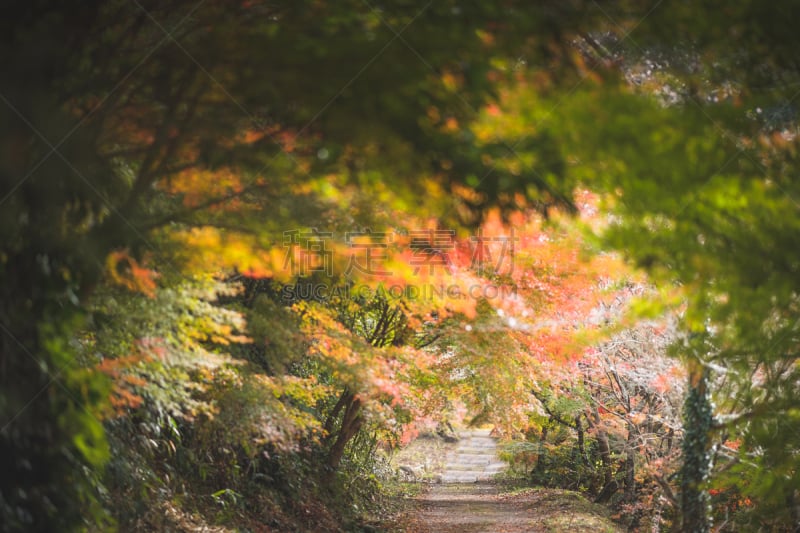 绿色,秋天,背景,日本,季节,京都府,式样,红花槭