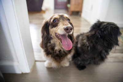 长发,腊肠犬,可爱的