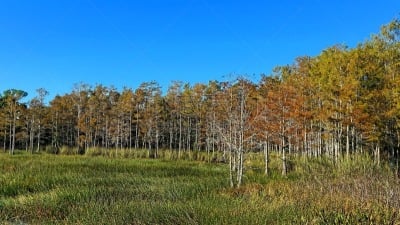 秋天,沼泽,地形,希尔顿赫德,枝繁叶茂,草,池塘,鸟类,植物,河流