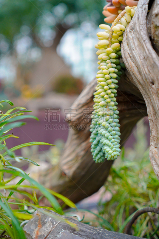 肉质植物,枝繁叶茂,树干,荒废的时光,特写,握紧